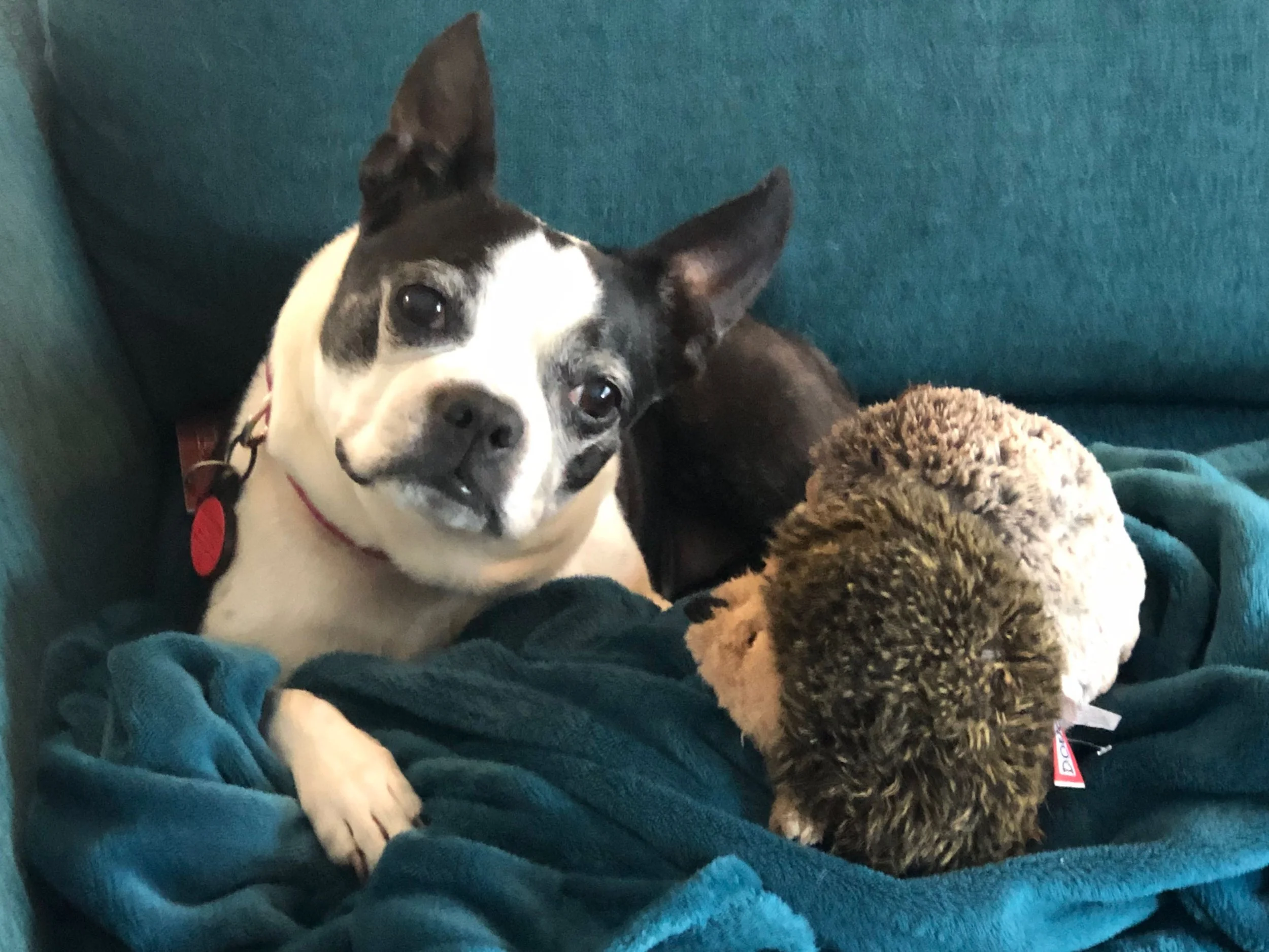 Lilly the Dog’s Diagnostic Journey — Part I: Getting the News