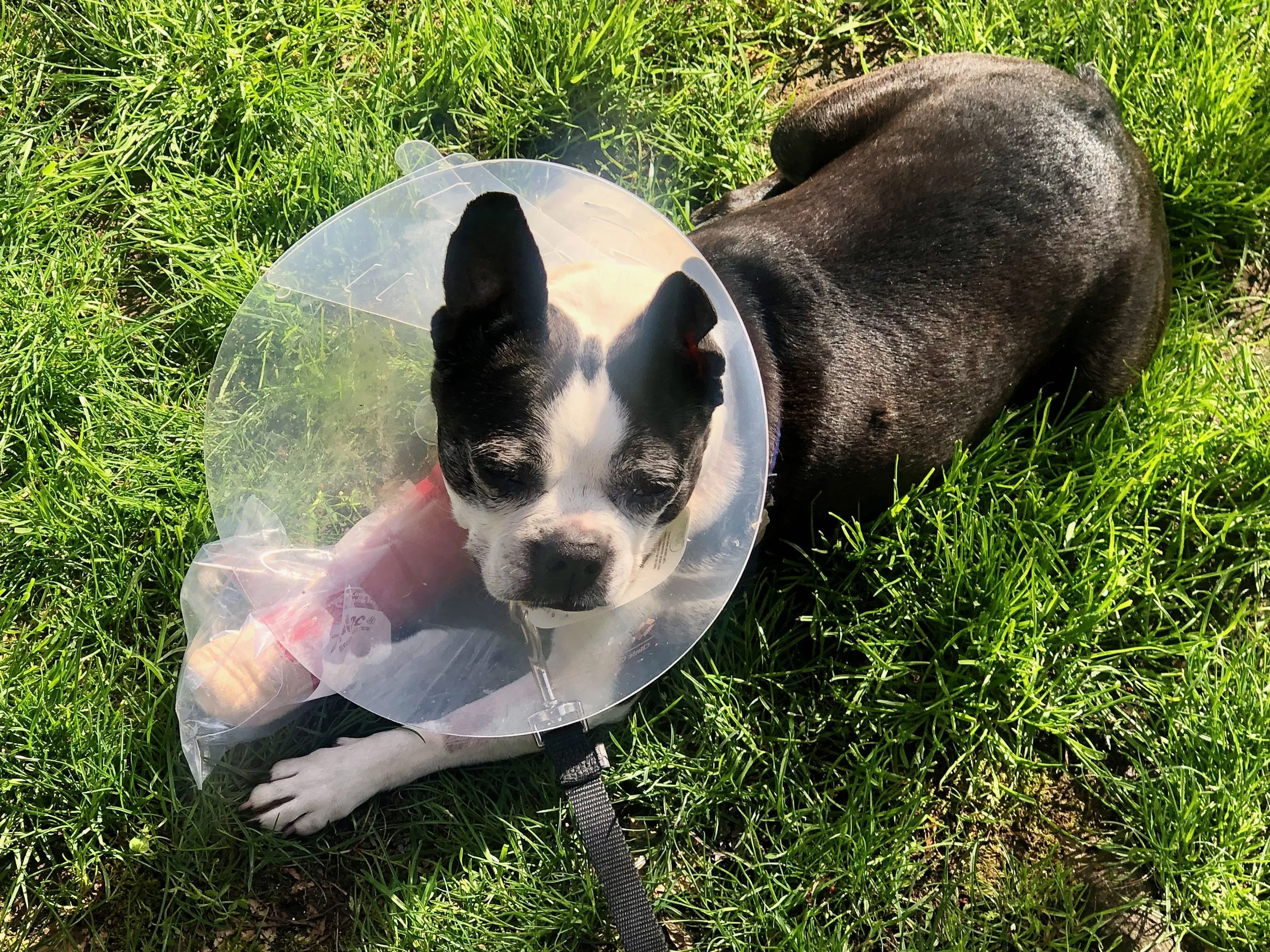 Lilly the Dog’s Diagnostic Journey — Part II: Making the Grade