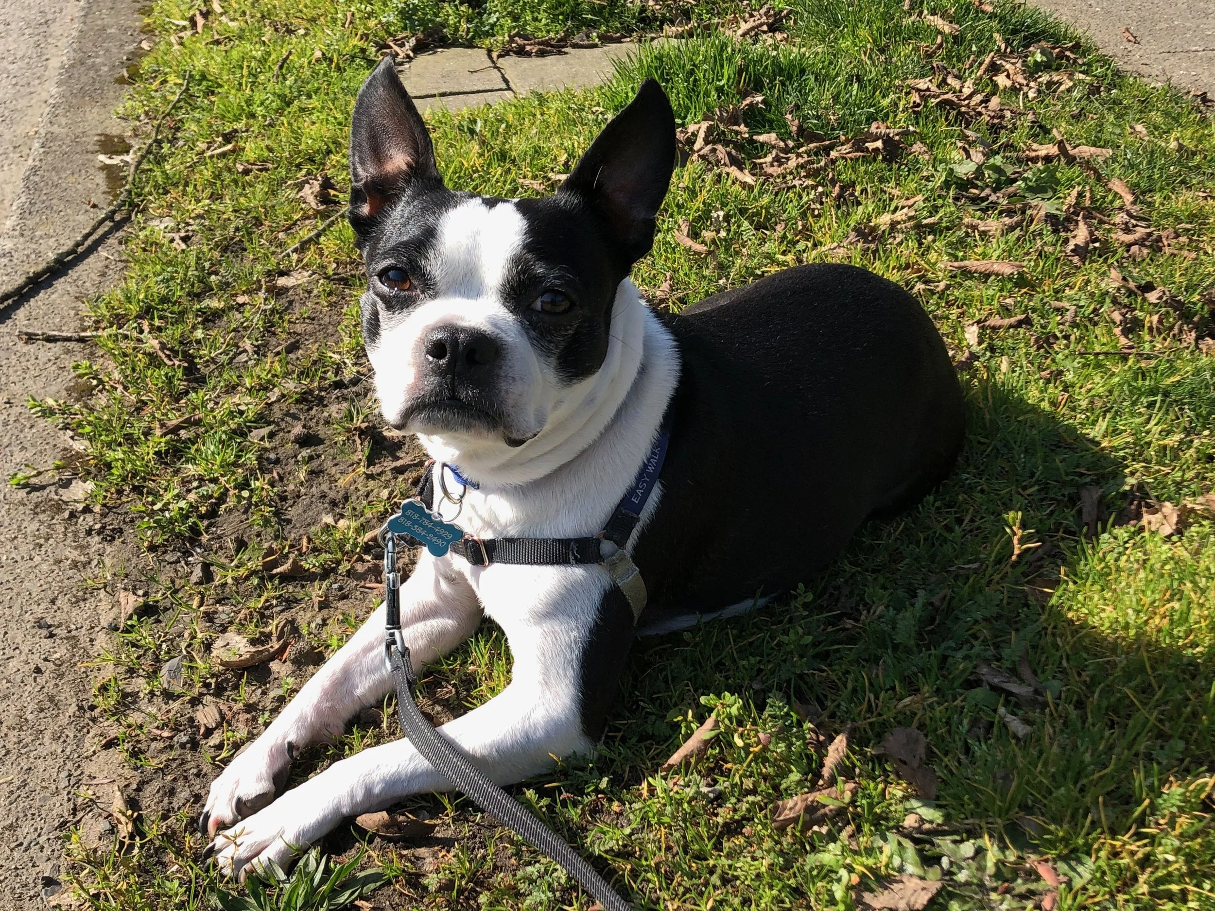 Lilly’s Diagnostic Journey: Part III — Loving What Life is Left