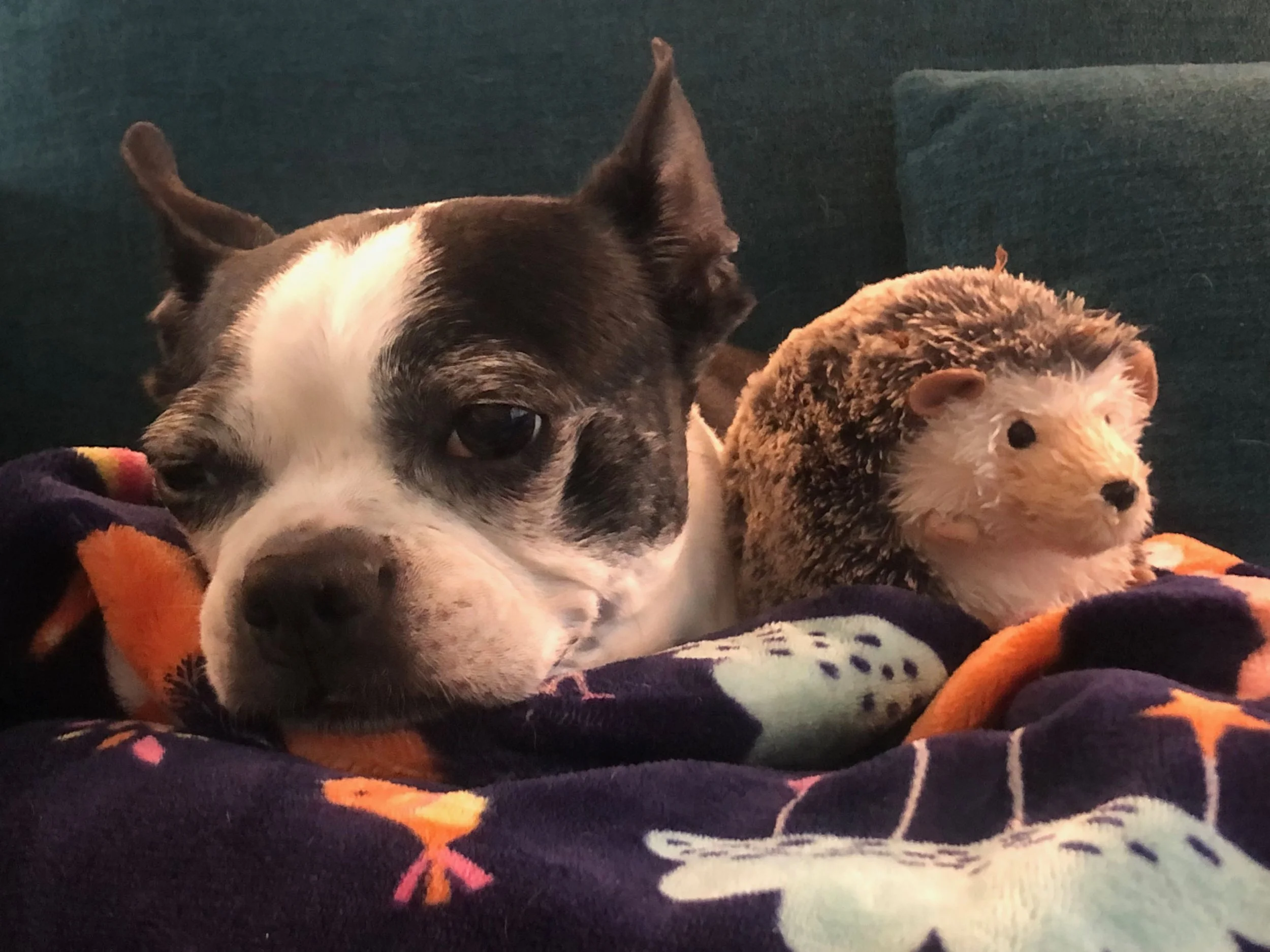 A Very Pet Thanksgiving