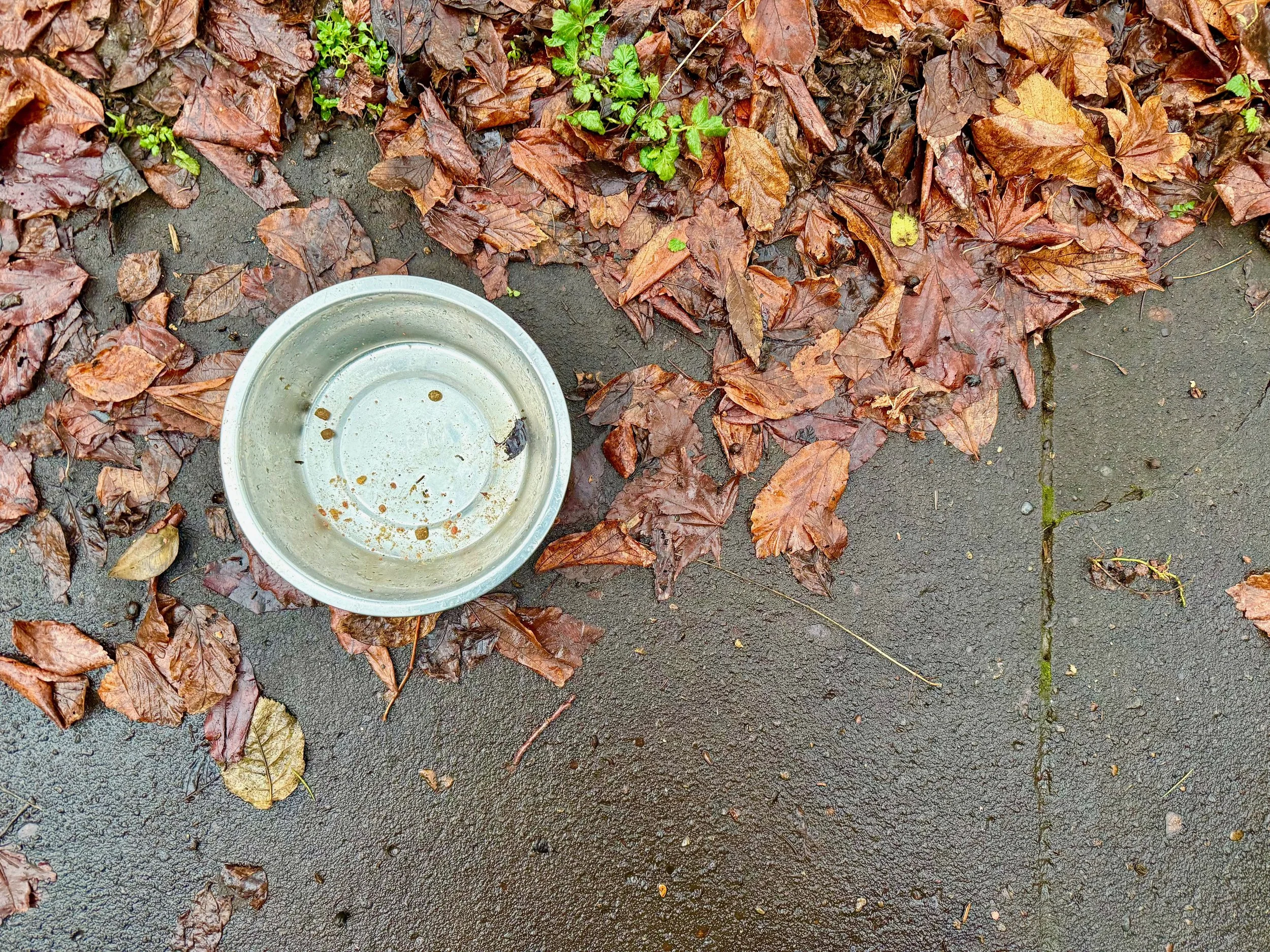 Neighborhood Pets Ease Holiday Loneliness