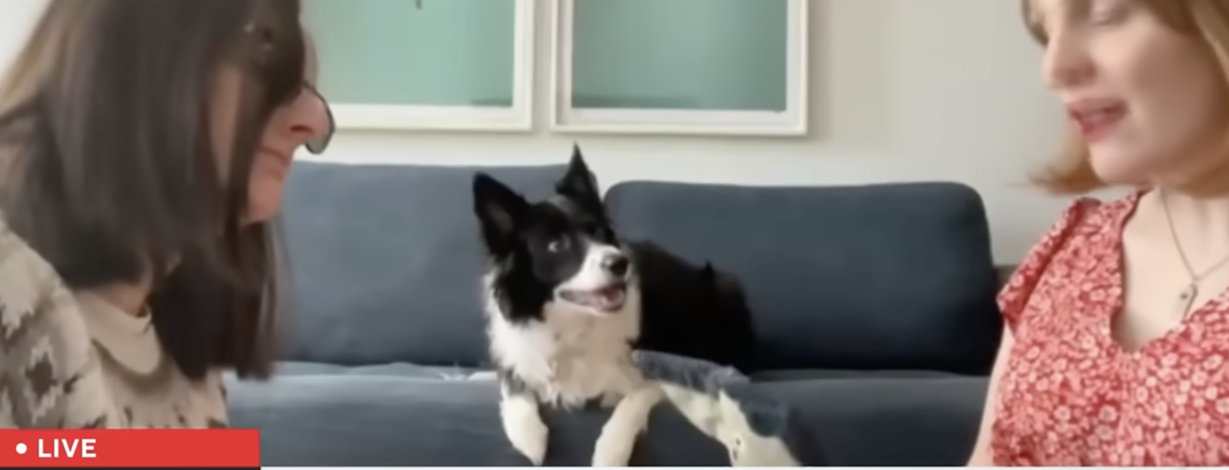 Gifted Dogs Learn by Eavesdropping on Humans