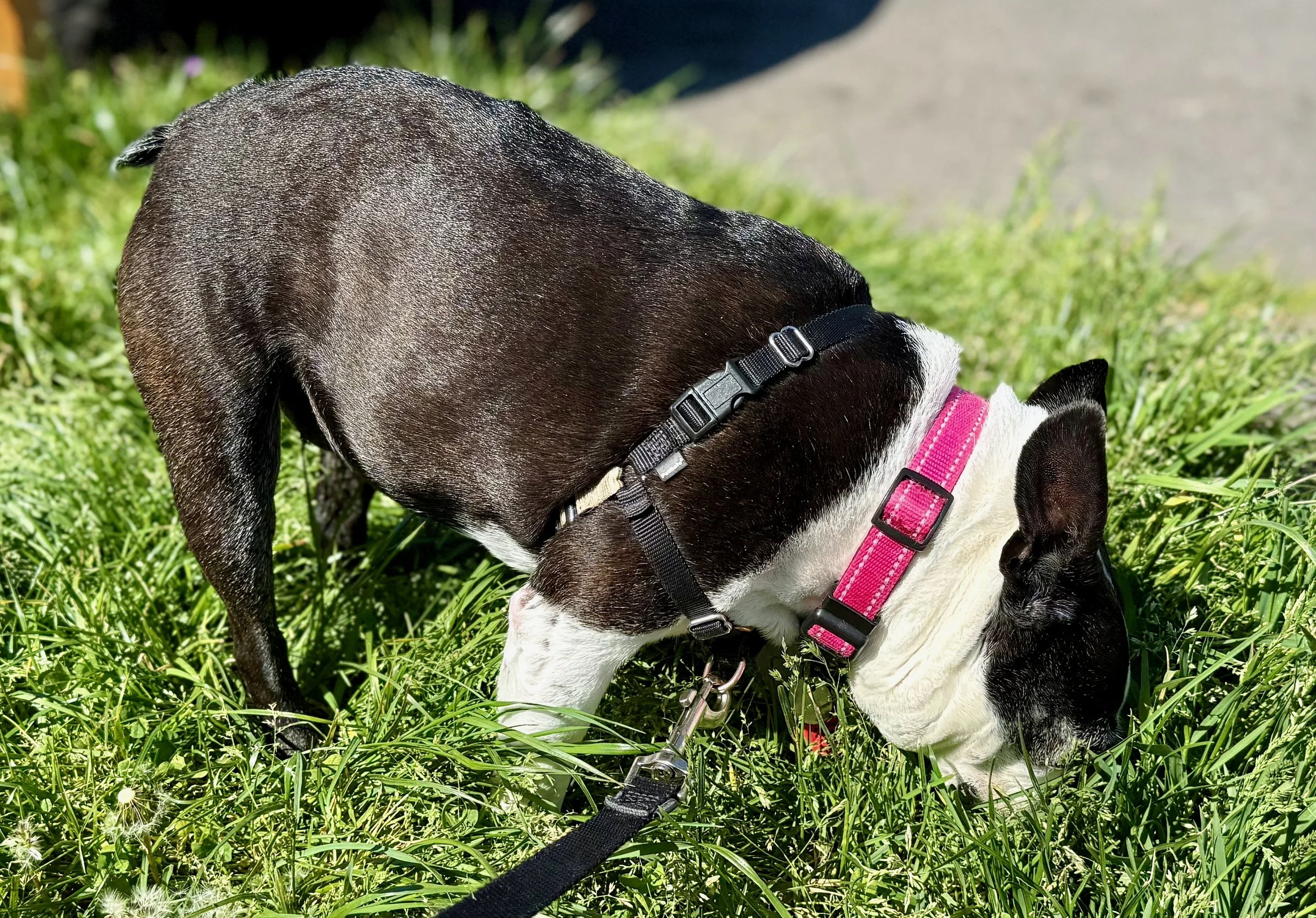 Sniffing Boosts Older Dogs’ Cognition and Well Being