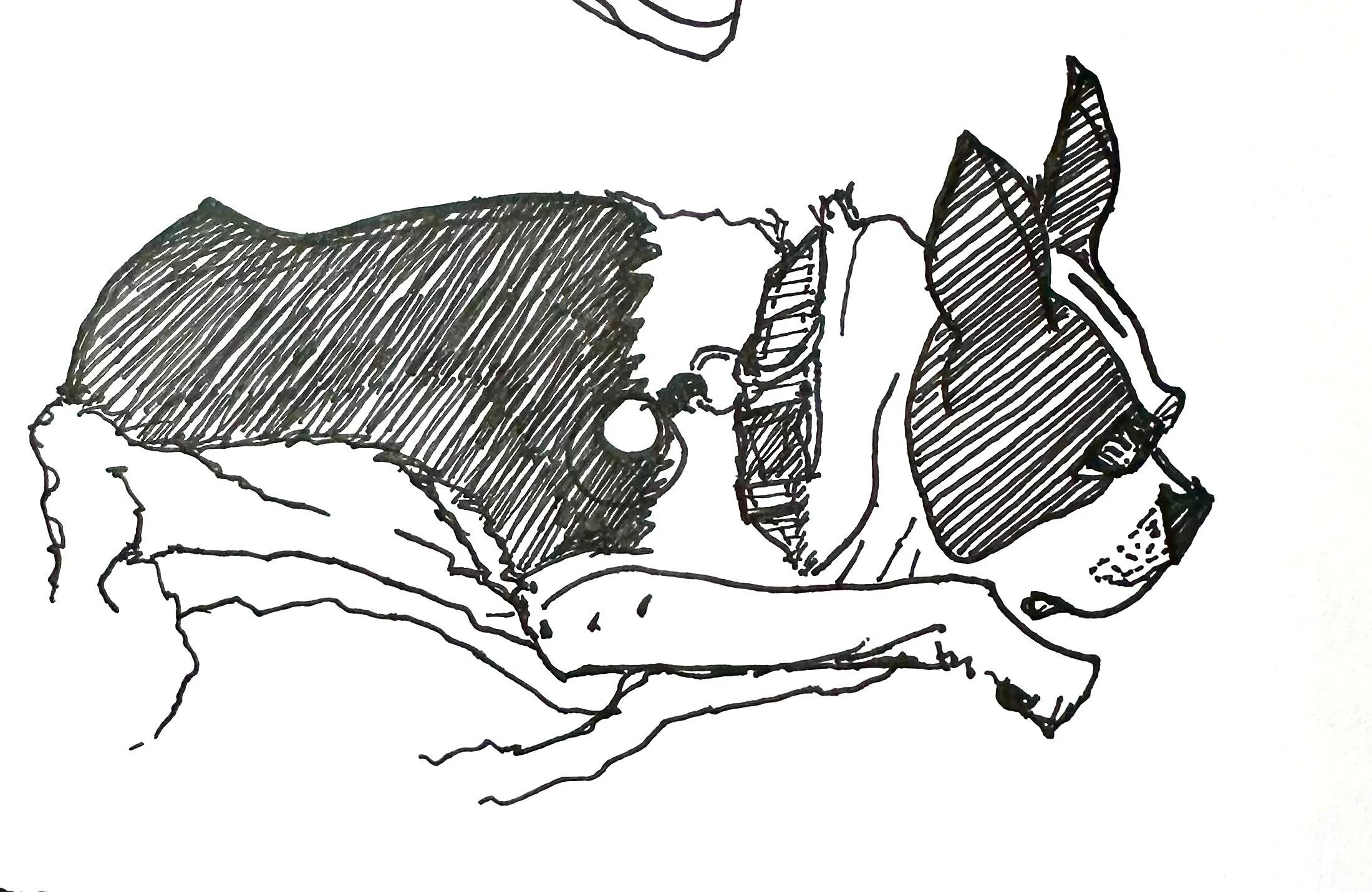 How to Meet Pets Where They’re At