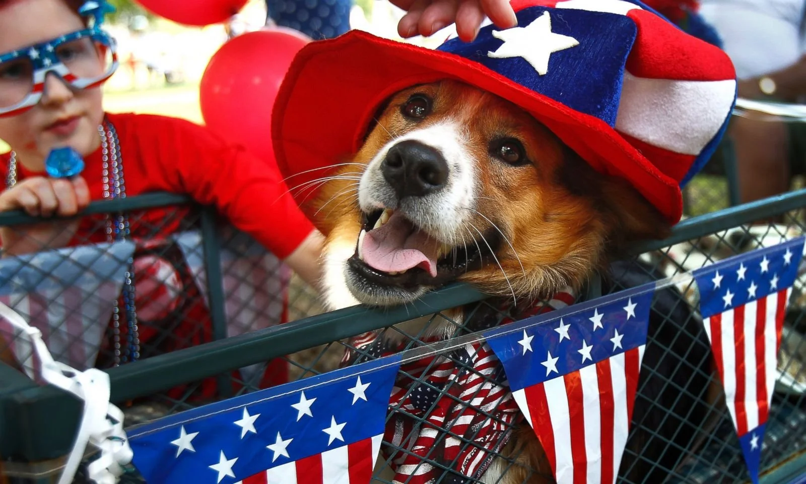 Celebrating America’s 250th With Animal Advocacy Legislation