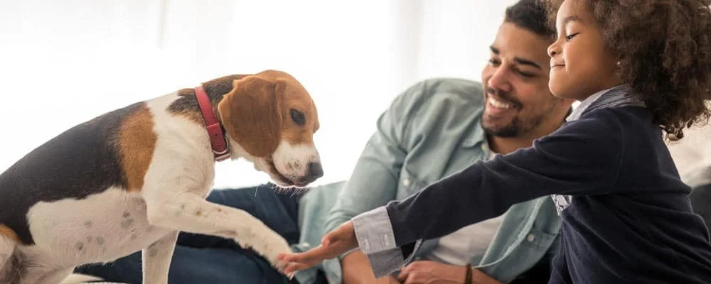 Responsible Shelters Match Animals With Forever Homes
