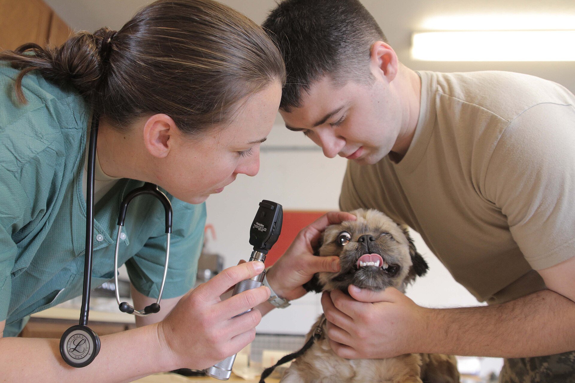 Anaphylaxis in Dogs—Rapid Response Boosts Survival