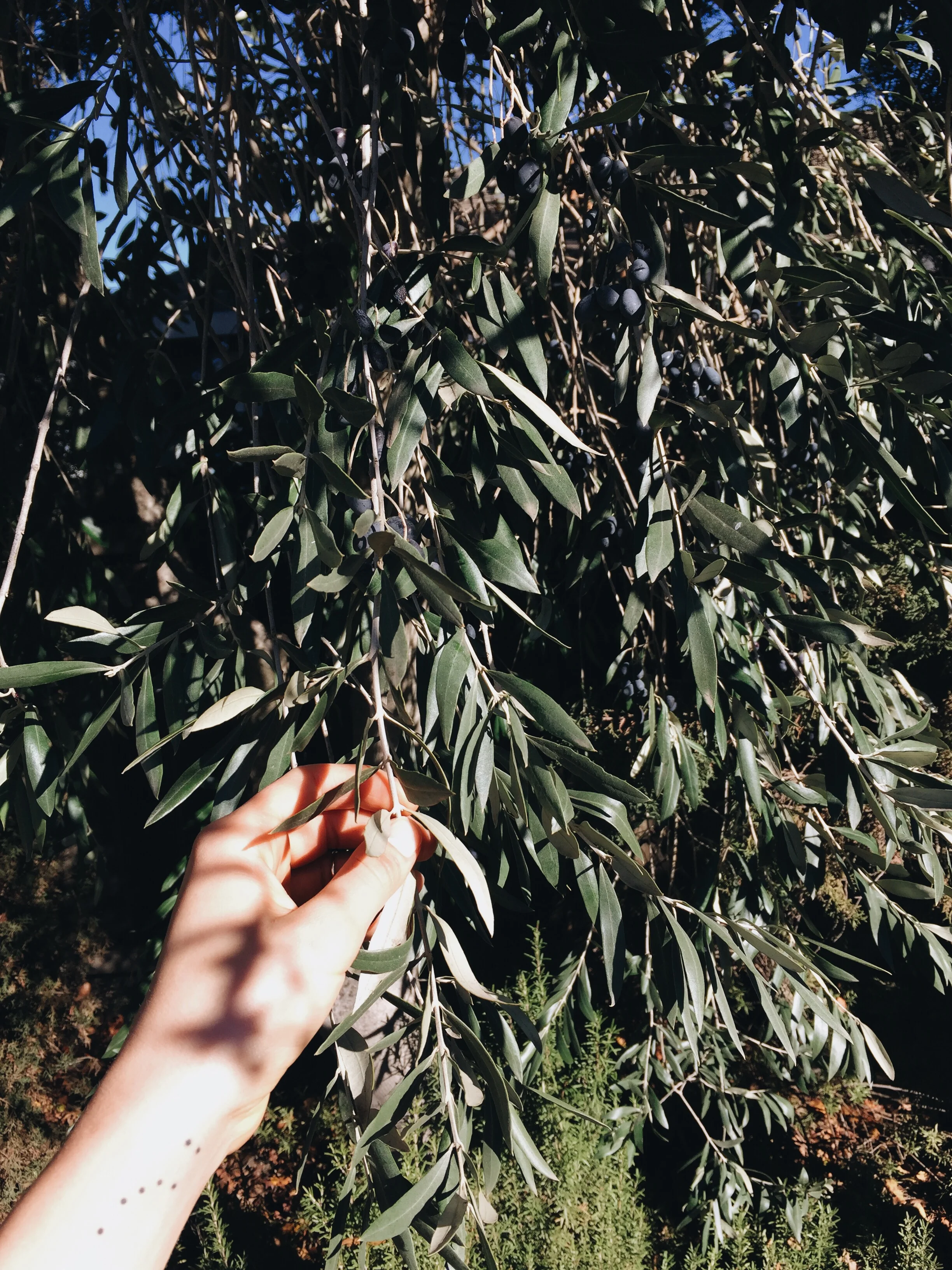 Yountville orchard, December '15
