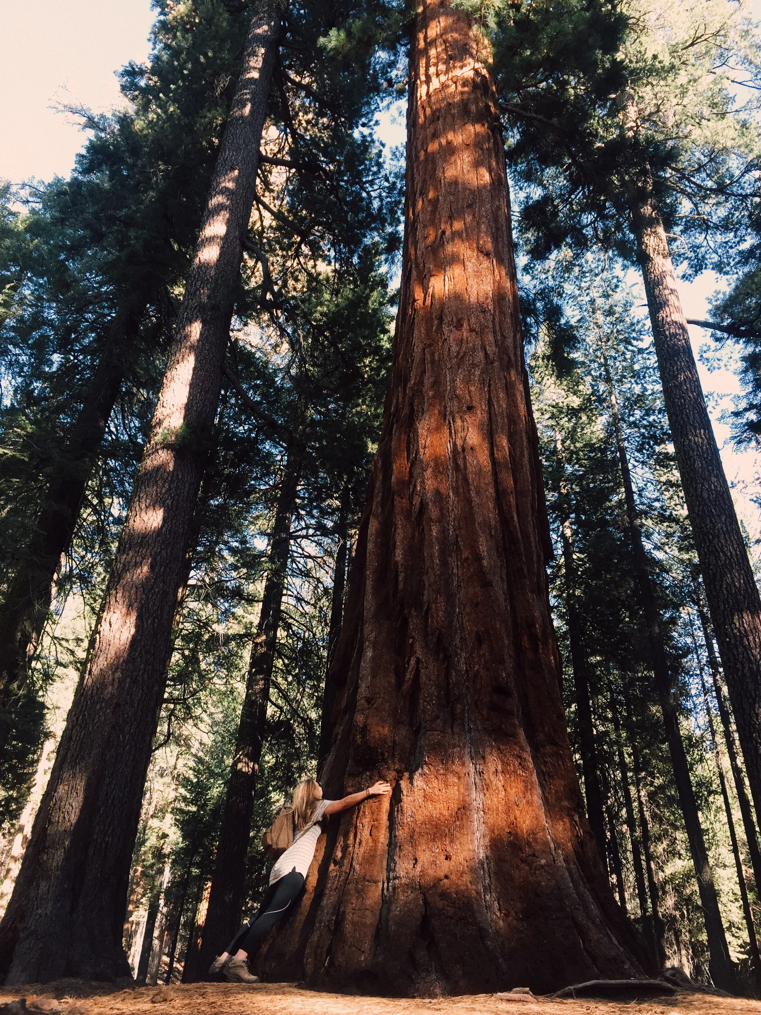 I want to remember how small I am. Yosemite, October '15