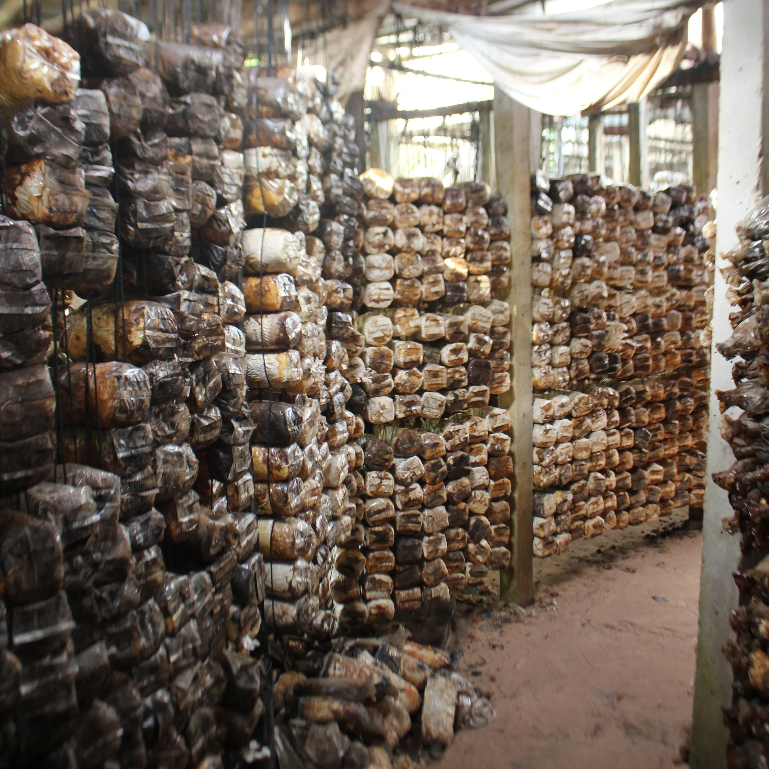 Mushroom farm. The farmer that runs it is a real fungi