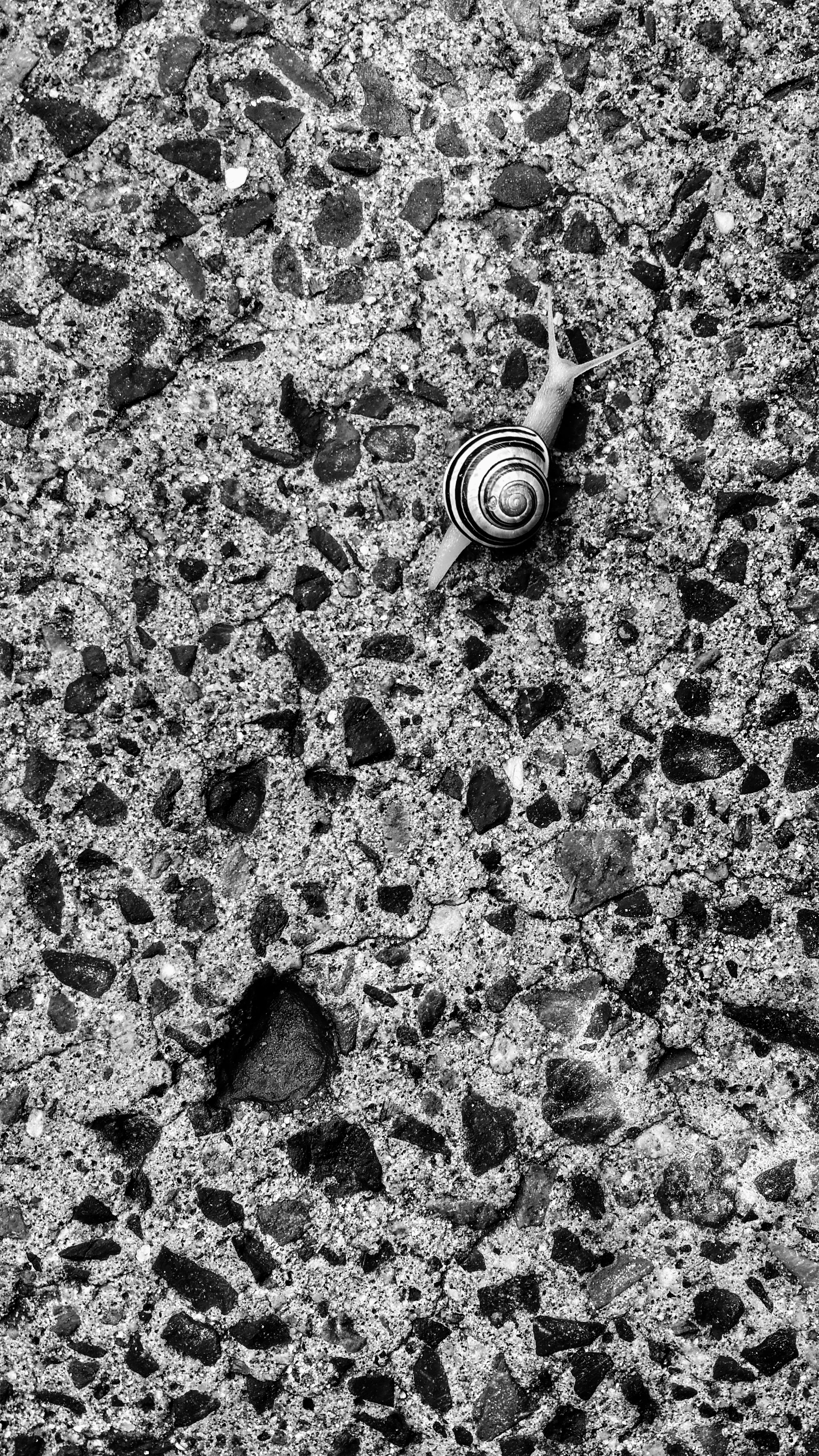 YMRuzilo--Snail_2017.jpg