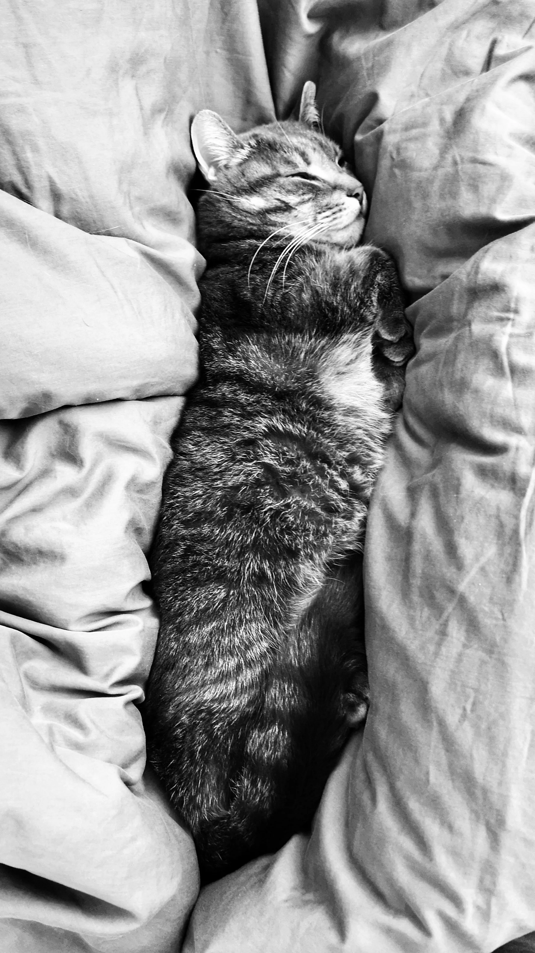 YMRuzilo--Cuddlies_2019.jpg