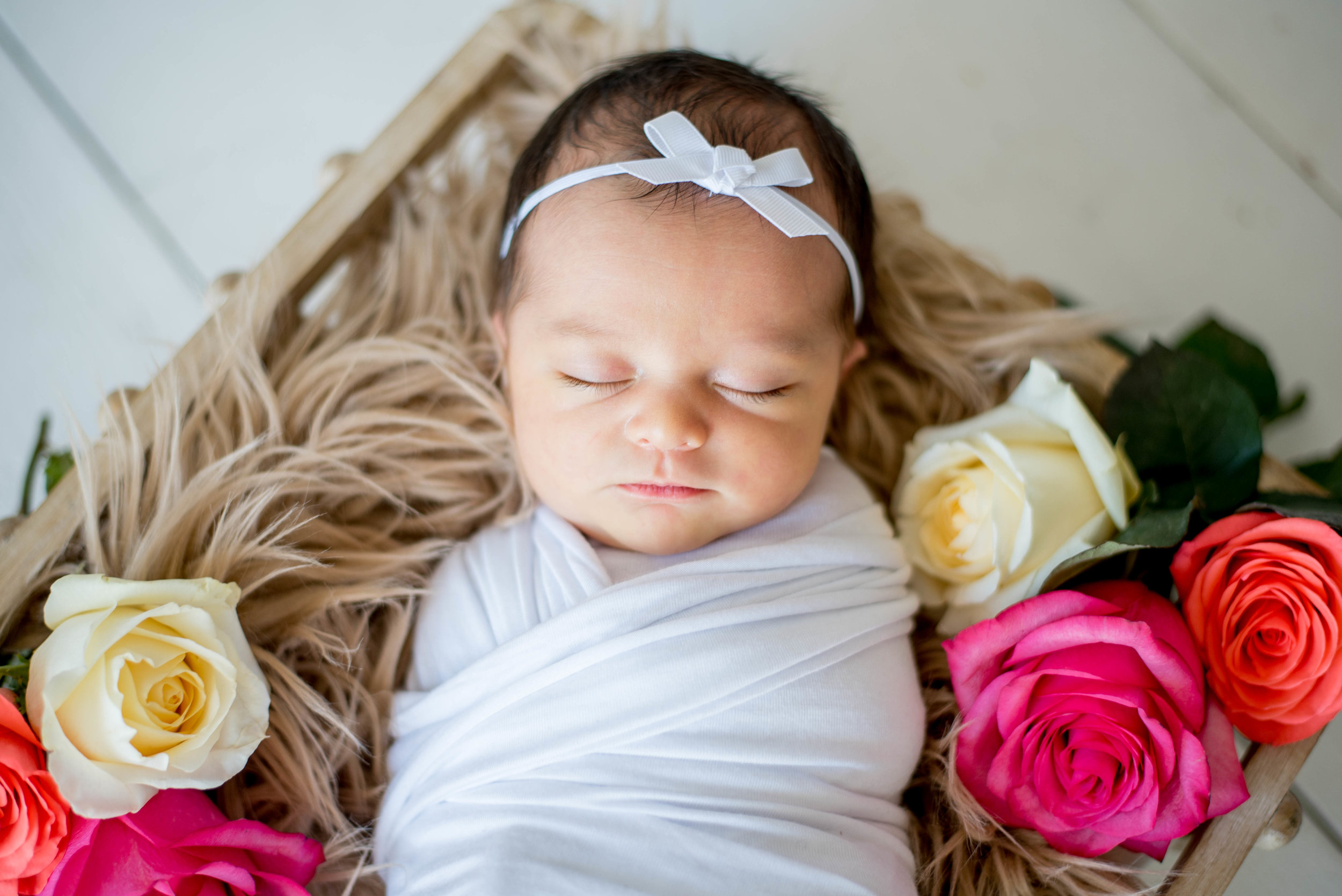 Rose Themed Newborn Photo Shoot 