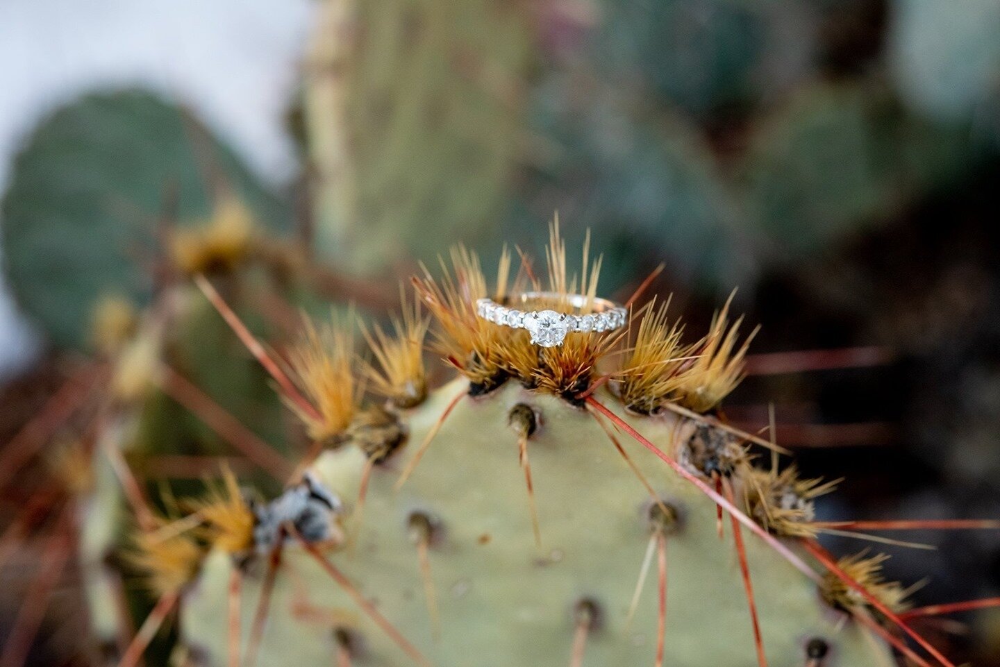 Who loves a good ring shot? I never get tired of photographing rings! ⁠
⁠
.⁠
.⁠
.⁠
.⁠
.⁠
.⁠
.⁠
.⁠
#laurencheriephotogrpahy  #albuquerquephotographer #newmexicophotographer #santafephotographer #rioranchophotographer #love #cherishyourmemories ⁠
#albu