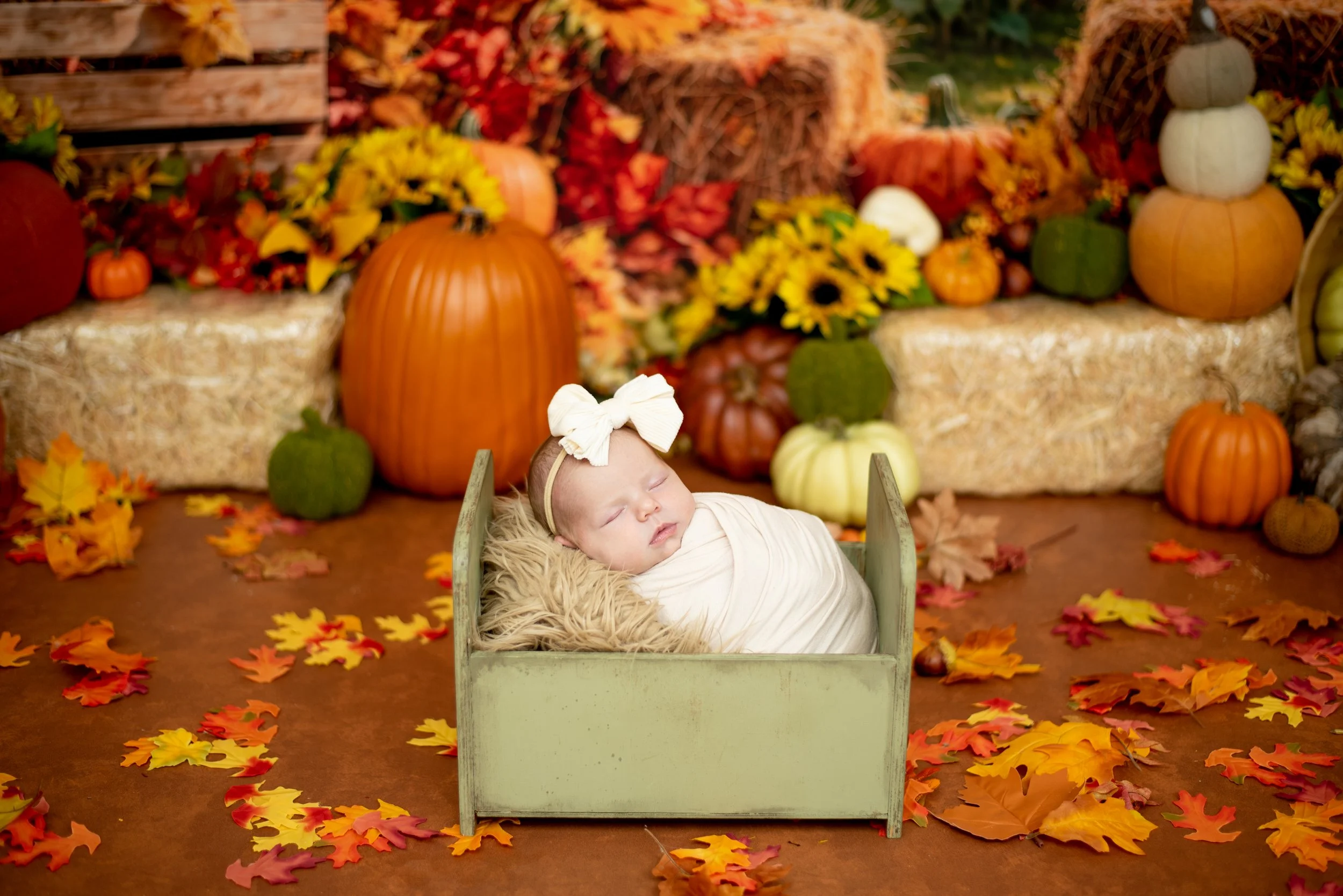 albuquerque-studio-fall-mini-newborn-pumpkin