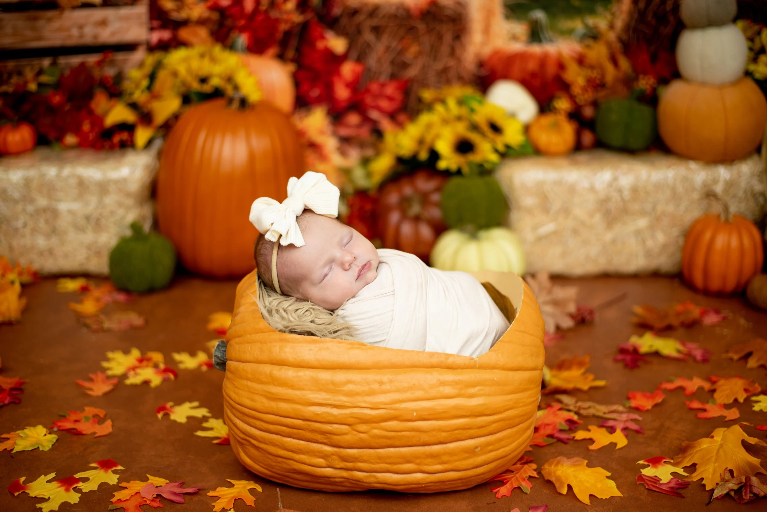 albuquerque-studio-fall-mini-newborn-pumpkin