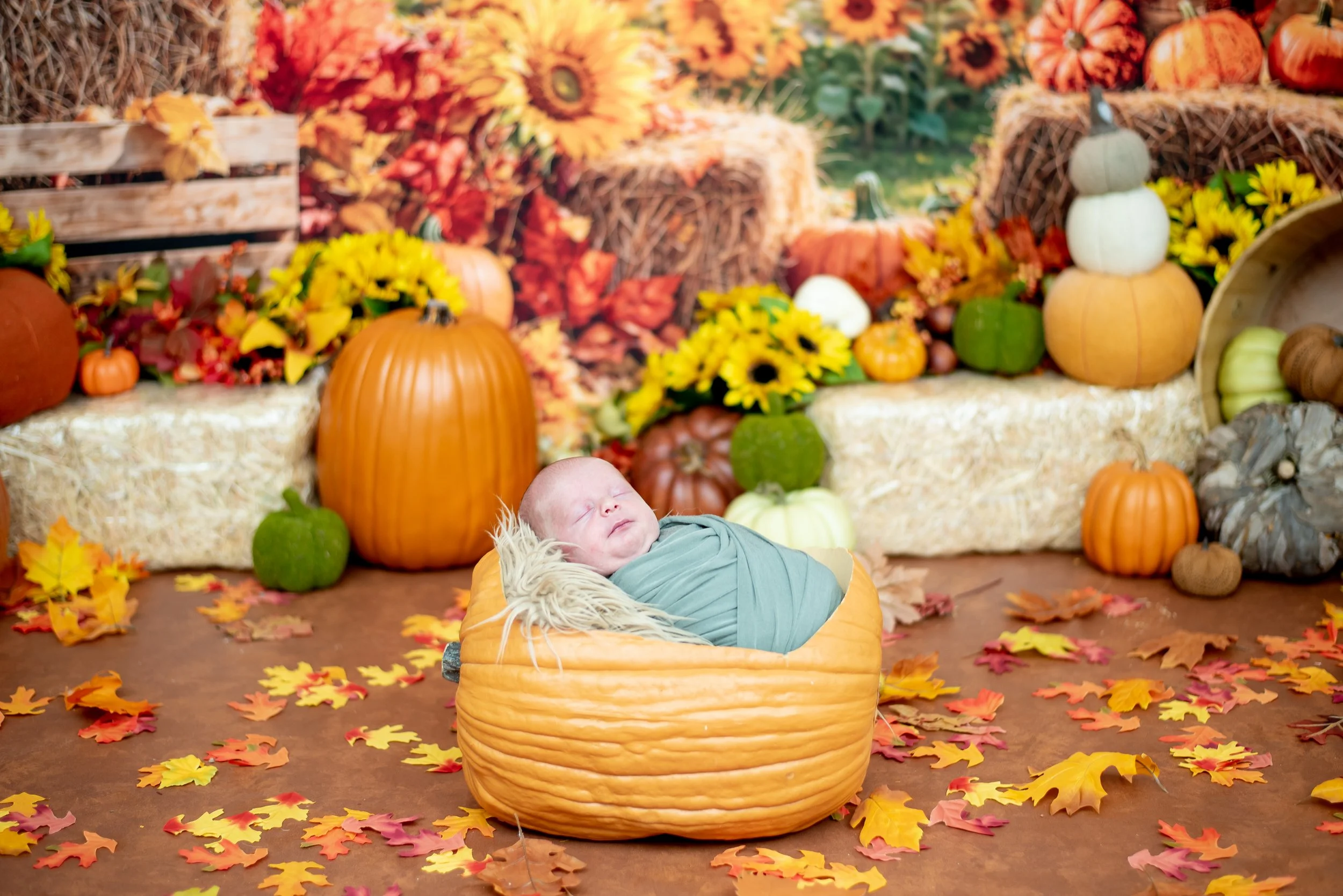 albuquerque-studio-fall-mini-newborn-pumpkin