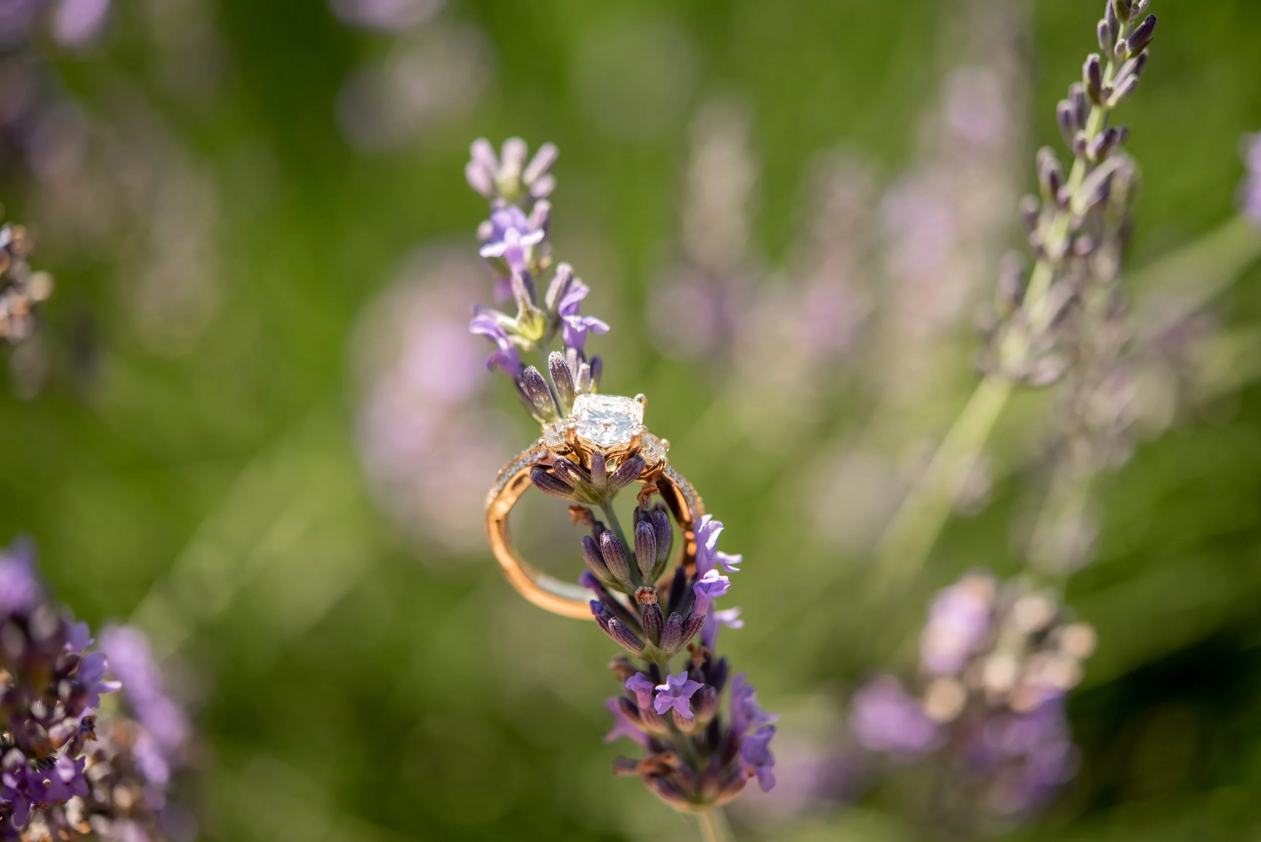 LaurenCheriePhotography__-155.jpg