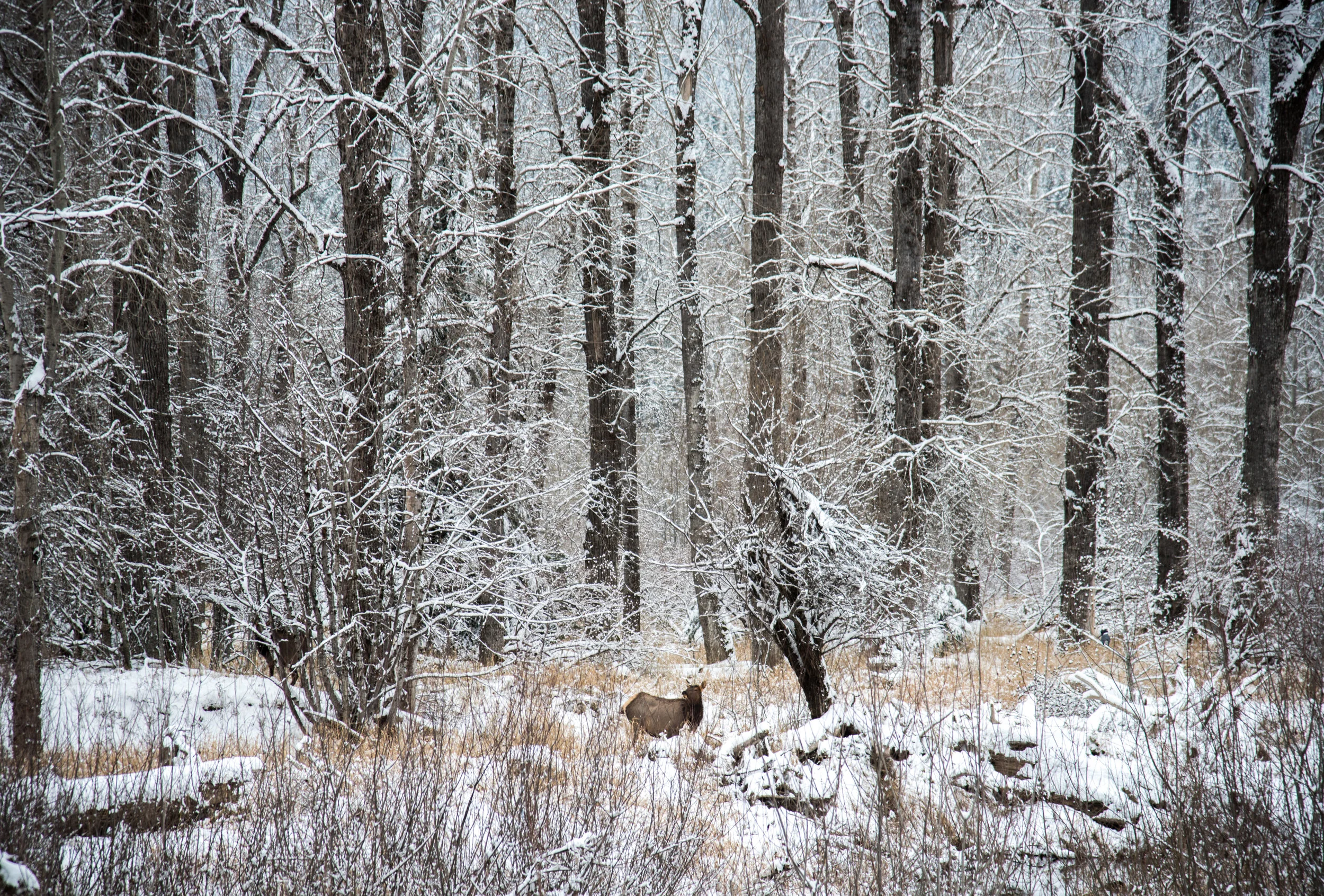 DSC_7642-4.jpg
