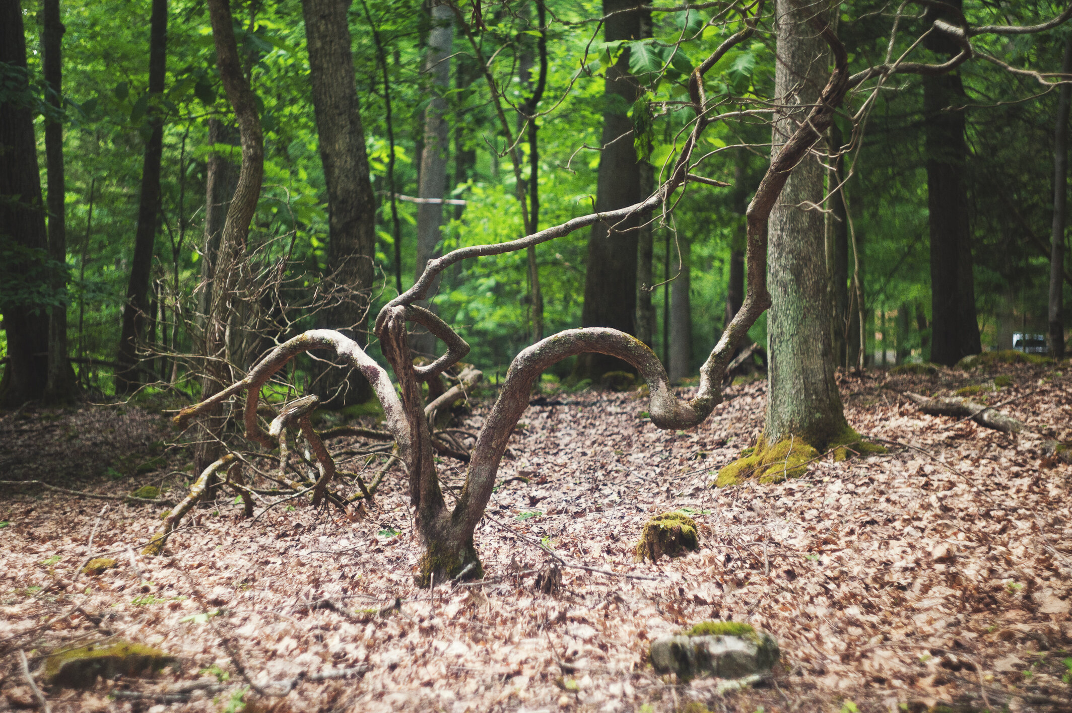 helios44nikond750wvstateparkwestvirginiaphotographer-1.jpg