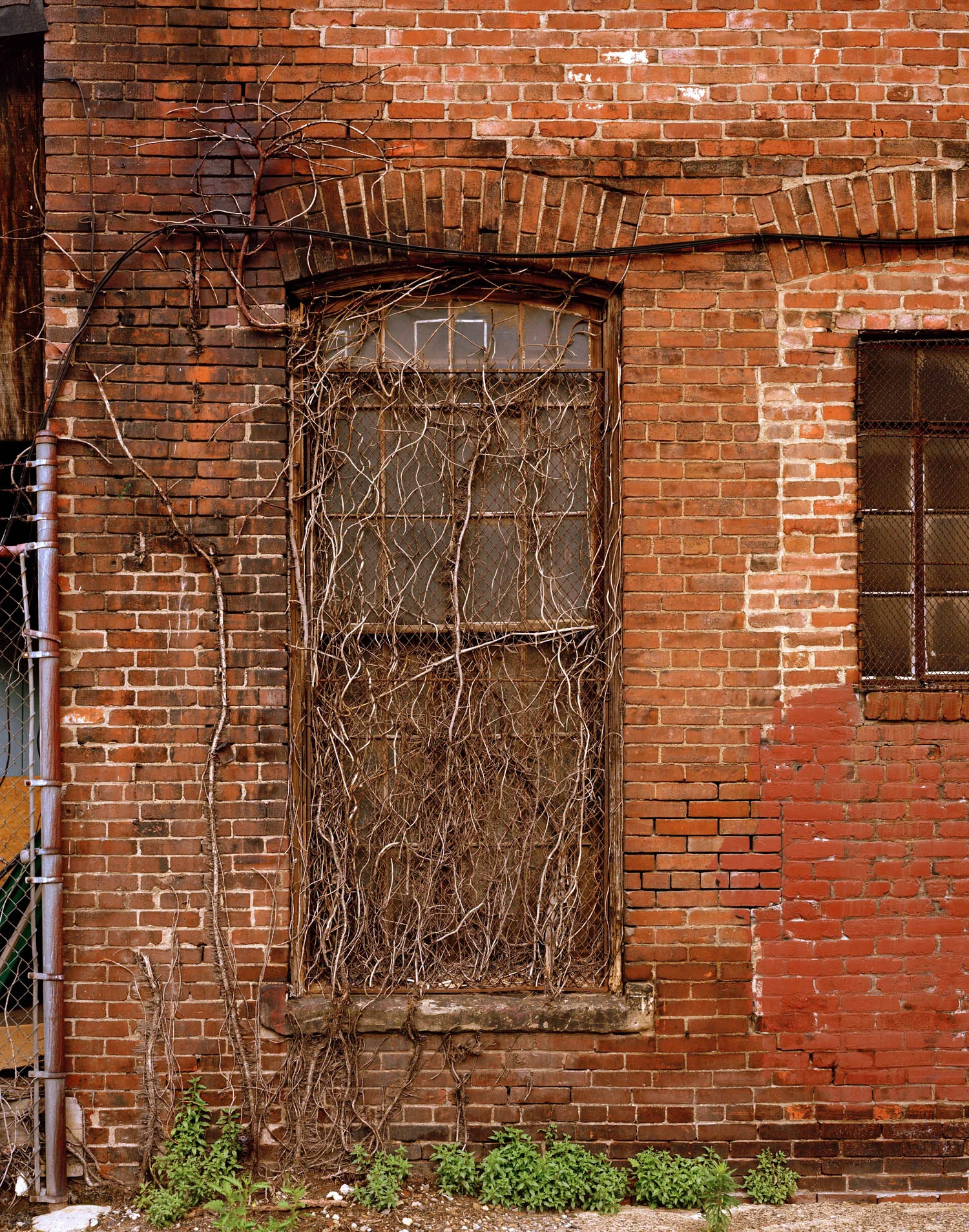 Vines