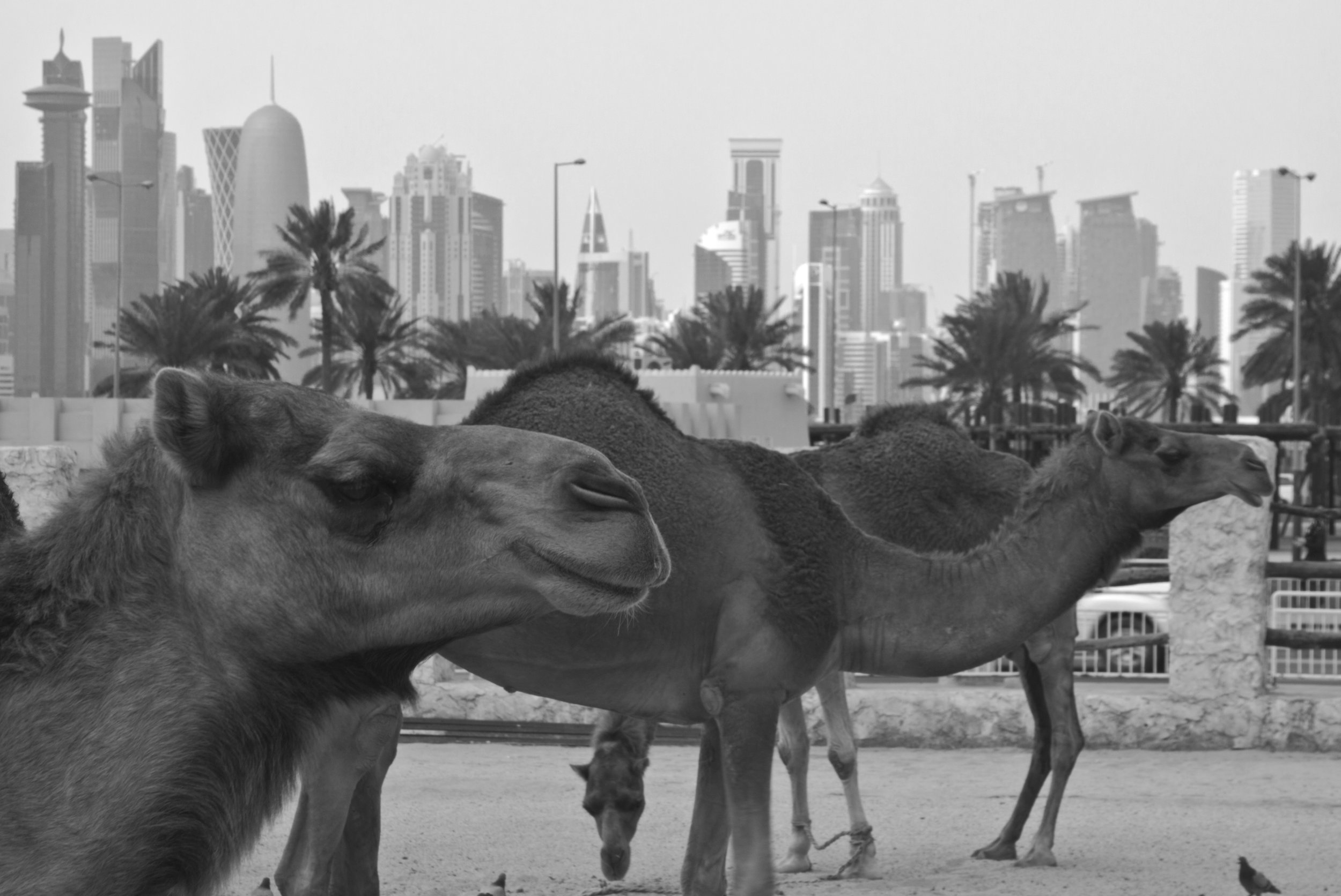Camels with Doha Skyline.jpg