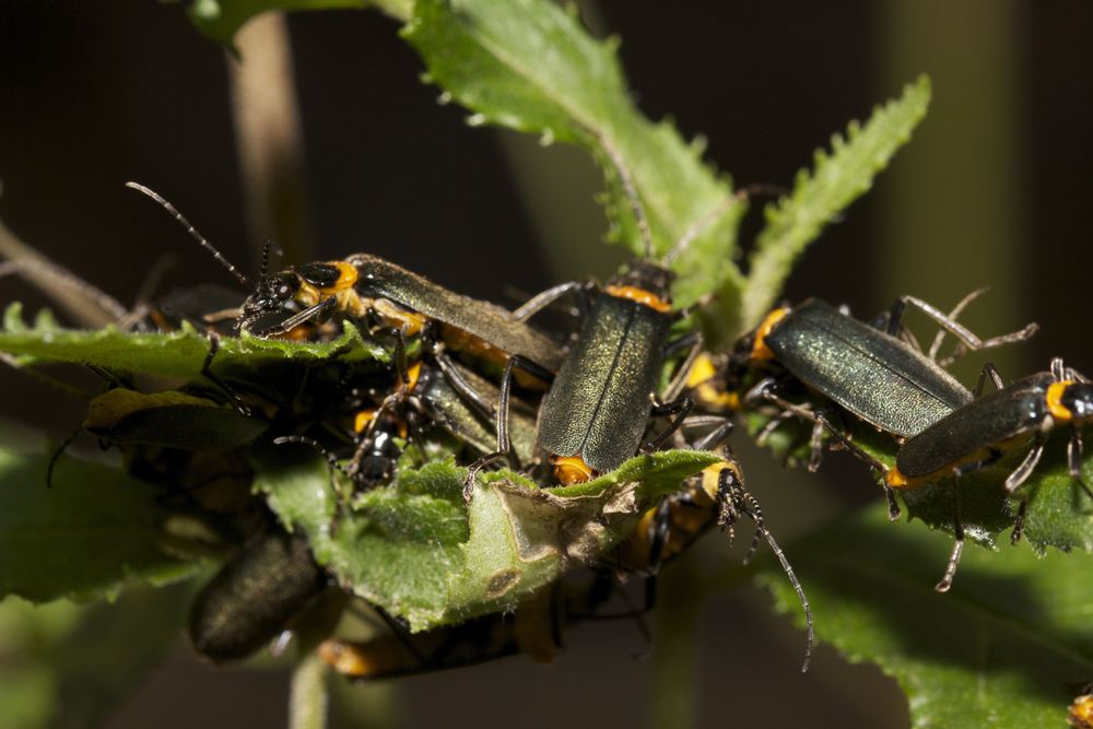 Clusters of beetles