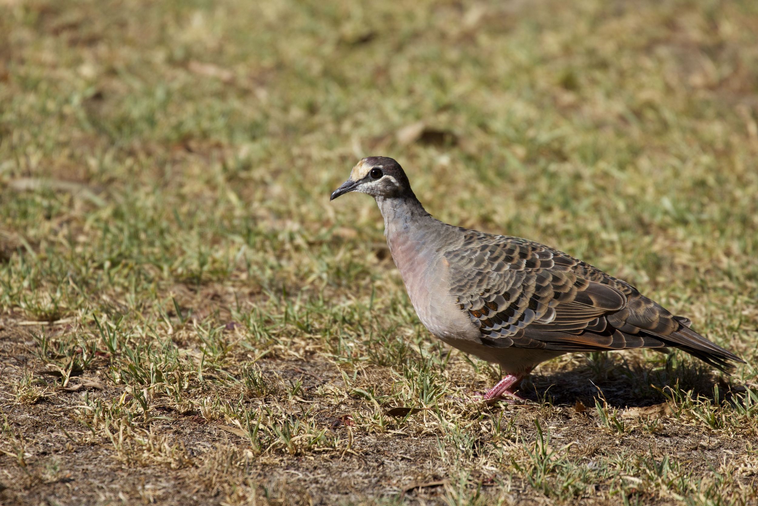 Common Bronzewing, Phaps chalcoptera , Chelsworth Park, VIC