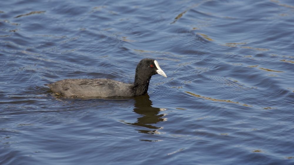 Eurasian Coot