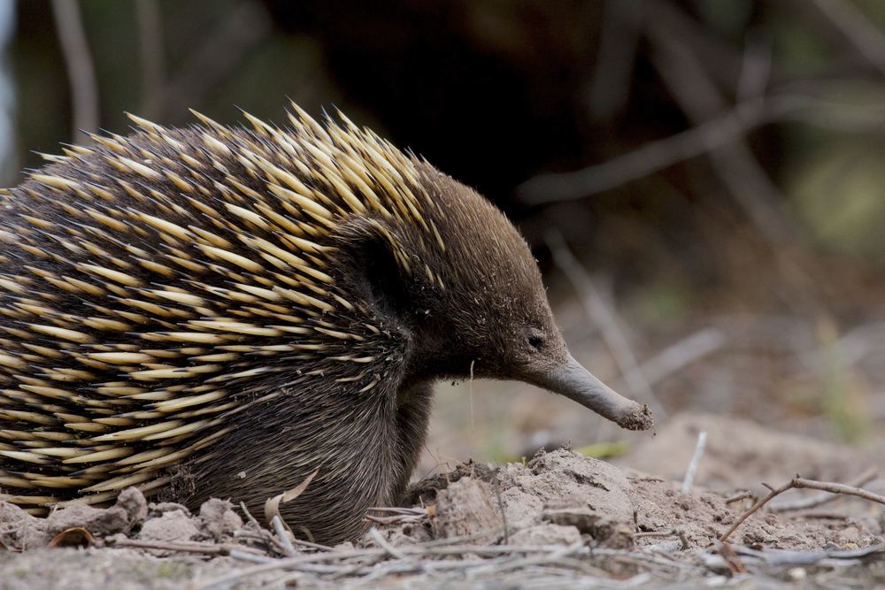 Short-beaked Echidna