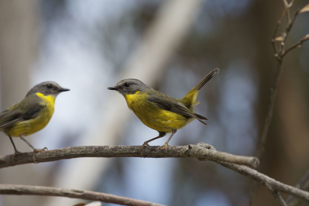 Eastern Yellow Robin