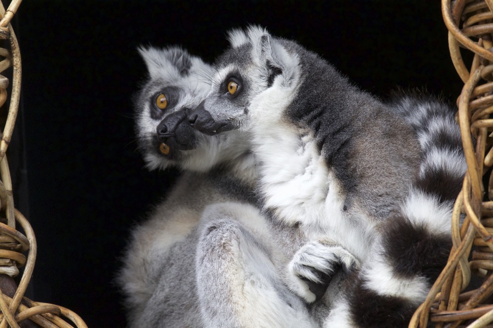 Ring-tailed Lemurs