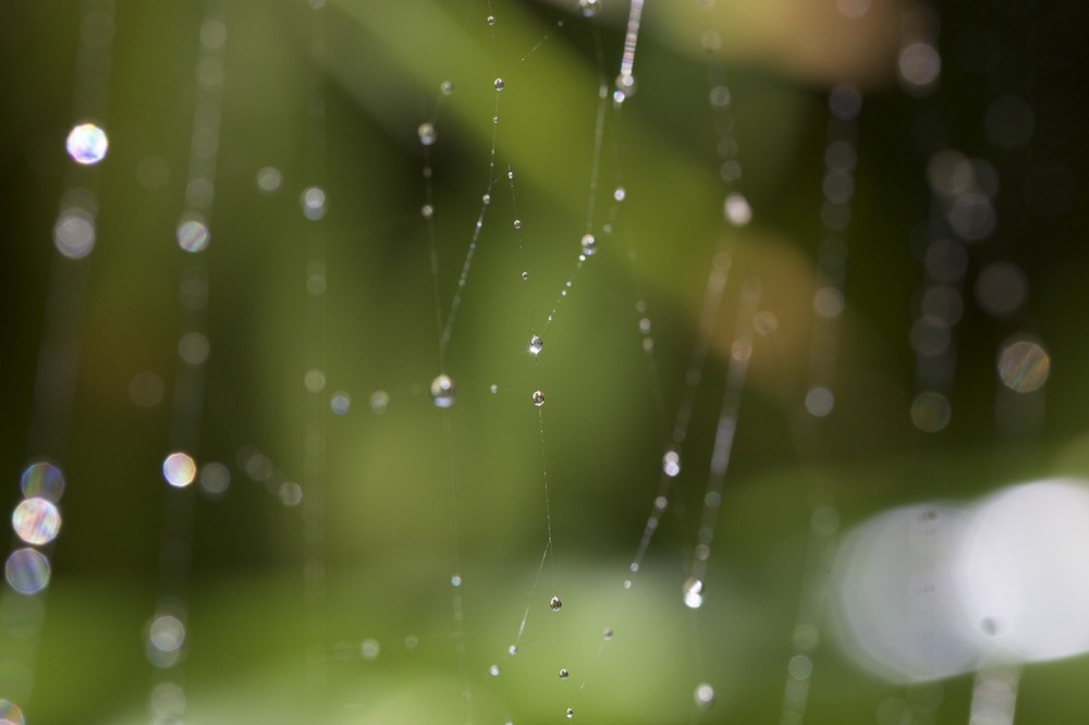 Raindrops on spiderweb