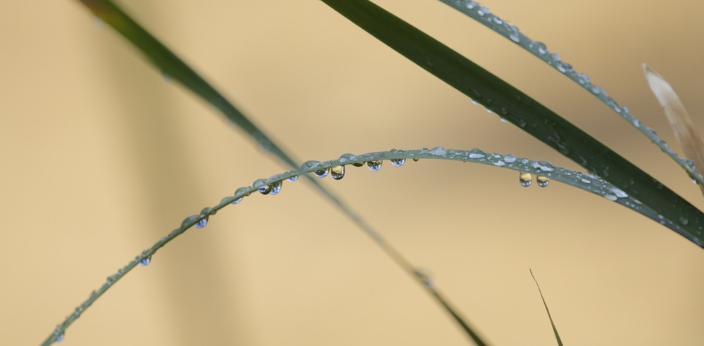 Raindrops on grass