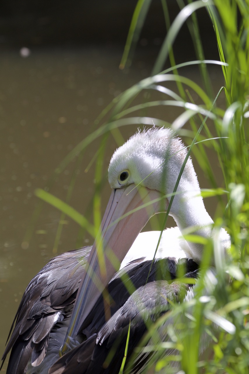 Australian Pelican @ Melb Zoo