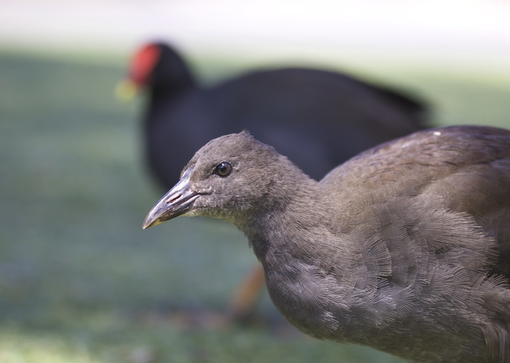 Dusky Moorhen and juvenile