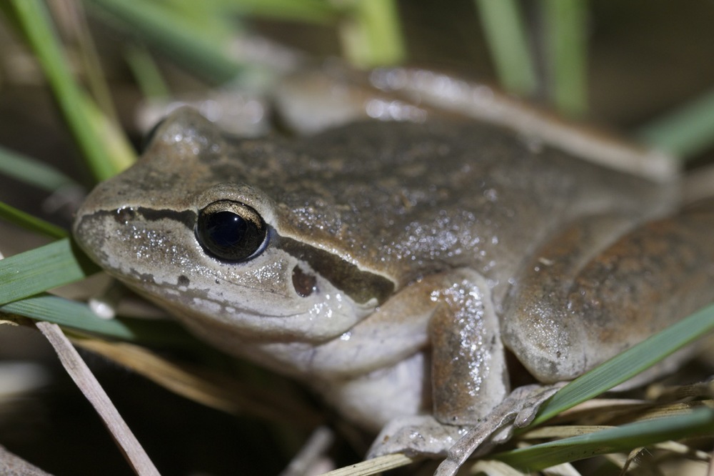 Lesueur's Frog (female?)