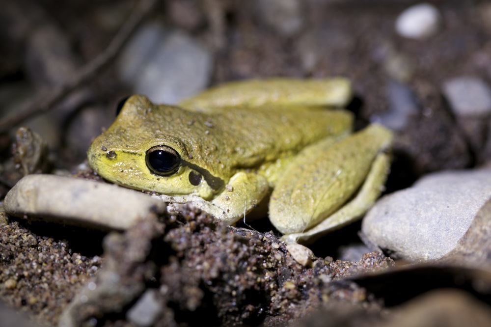 Lesueur's Frog (breeding male?)