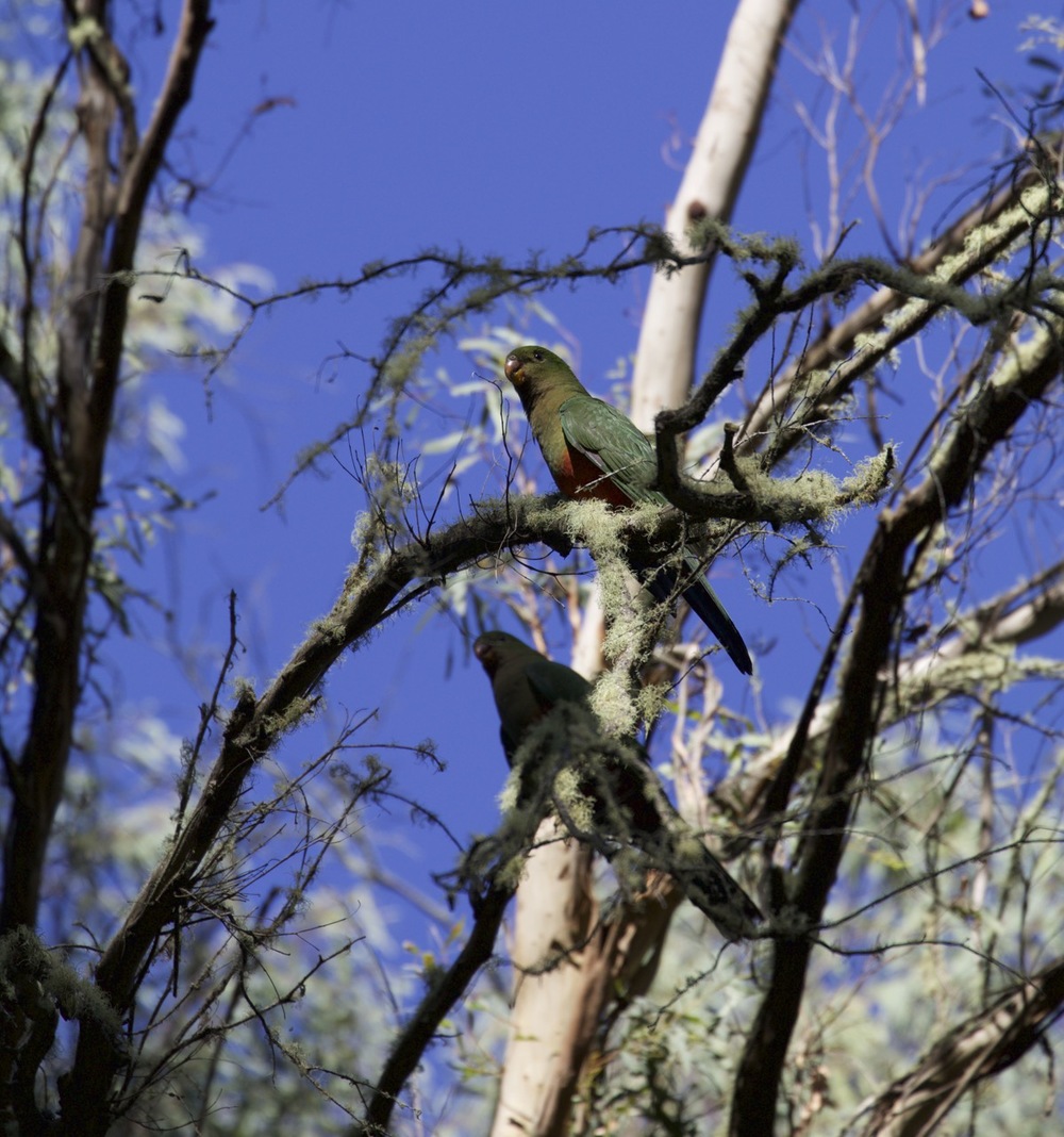 Australian King Parrots (female)