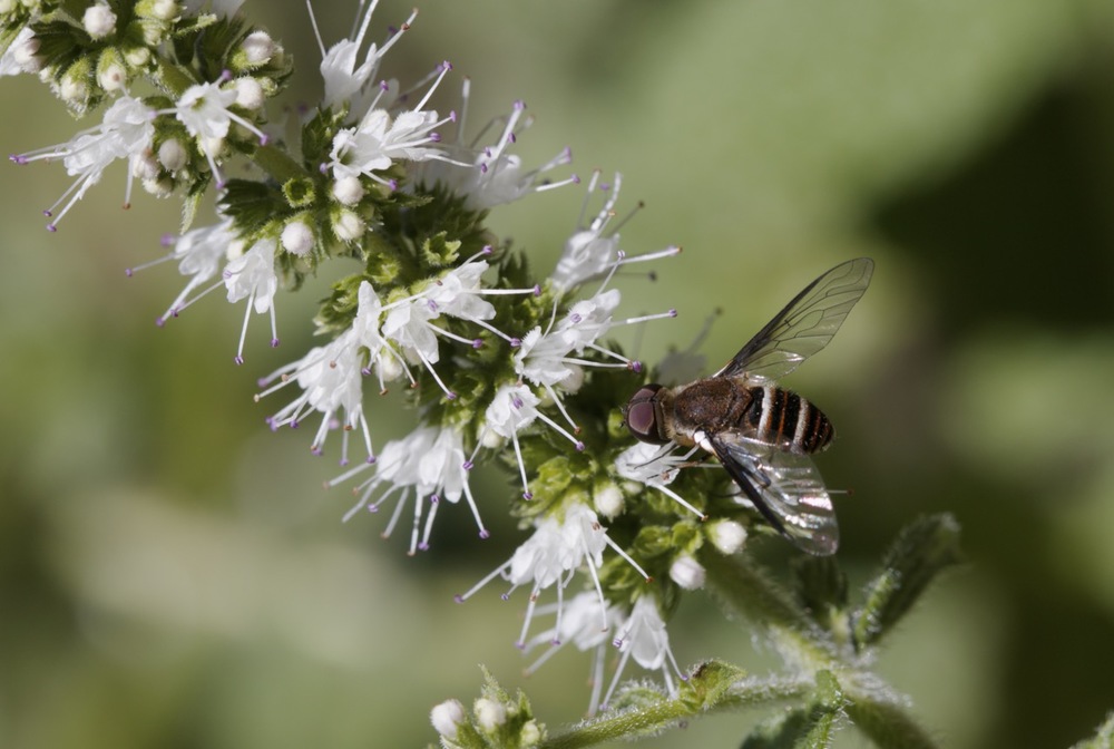 Bee Fly on mint flowers