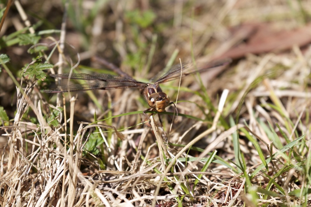 Dragonfly at Howqua