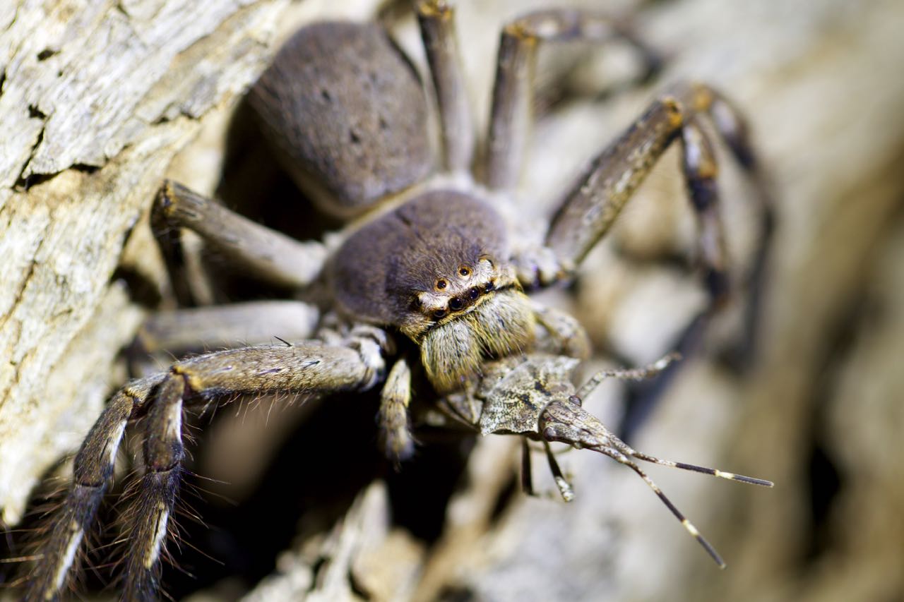 This heterotrophic spider gets energy from the insect it is consuming because of the glucose and other energy rich molecules that make up its body. 