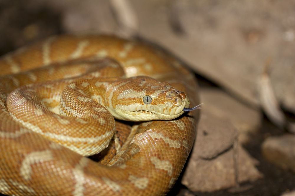  Centralian Carpet Python, Serpentine Gorge, NT 