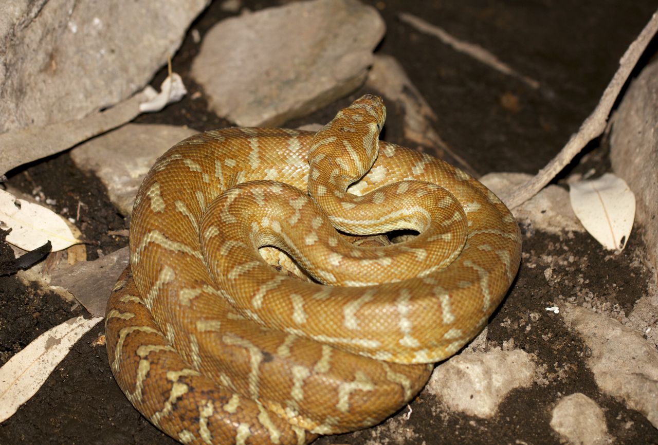 Centralian Carpet Python, Serpentine Gorge, NT