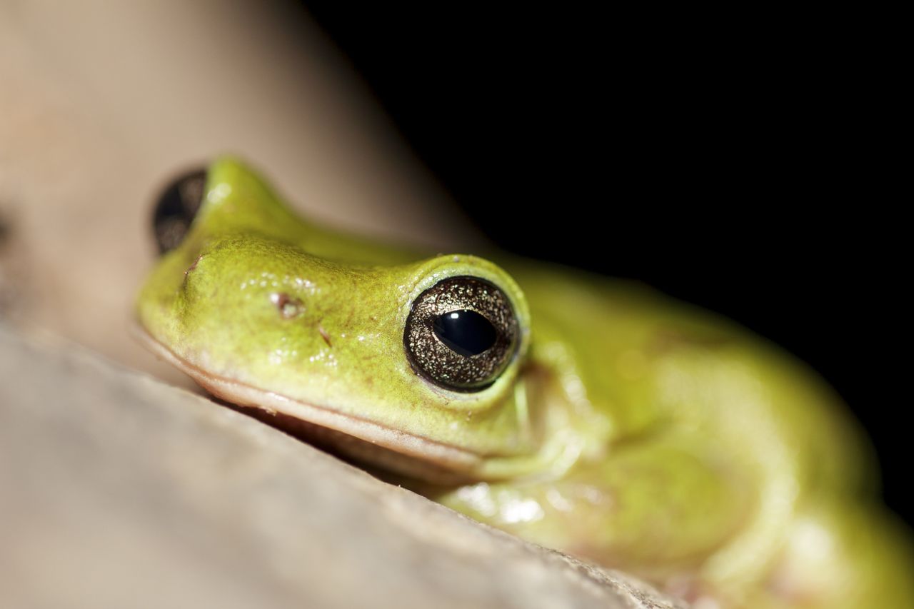  Centralian Tree Frog, Serpentine Gorge, NT 