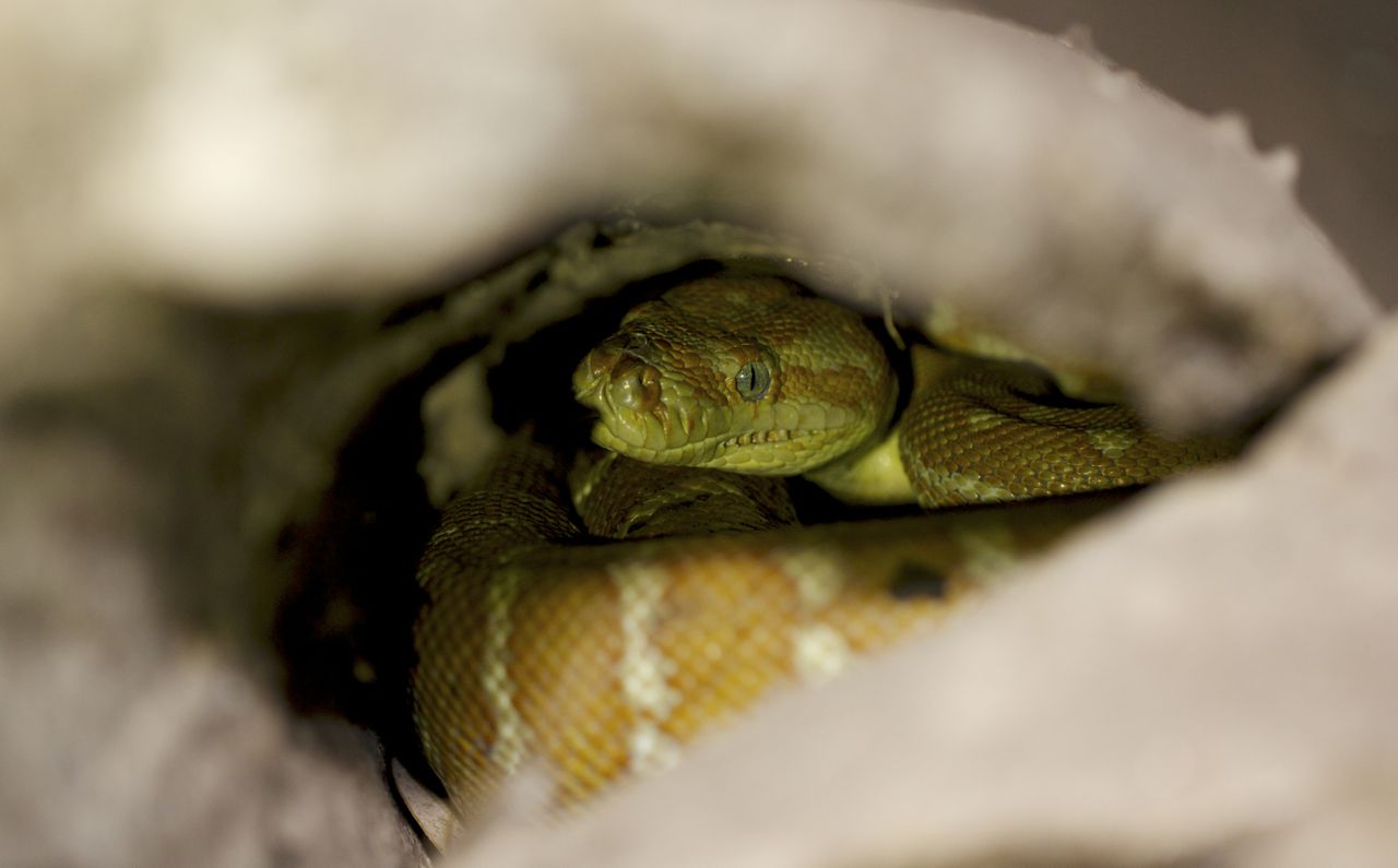  Centralian Carpet Python, Serpentine Gorge, NT 