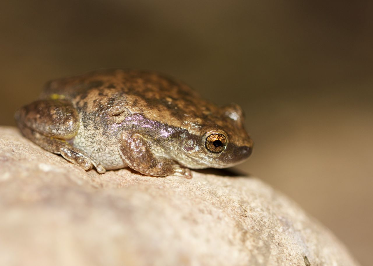 Little Red Tree Frog, Serpentine Gorge, NT