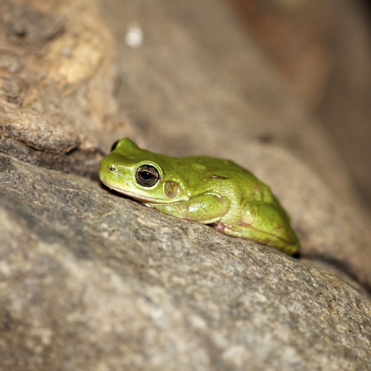  Centralian Tree Frog, Serpentine Gorge, NT 