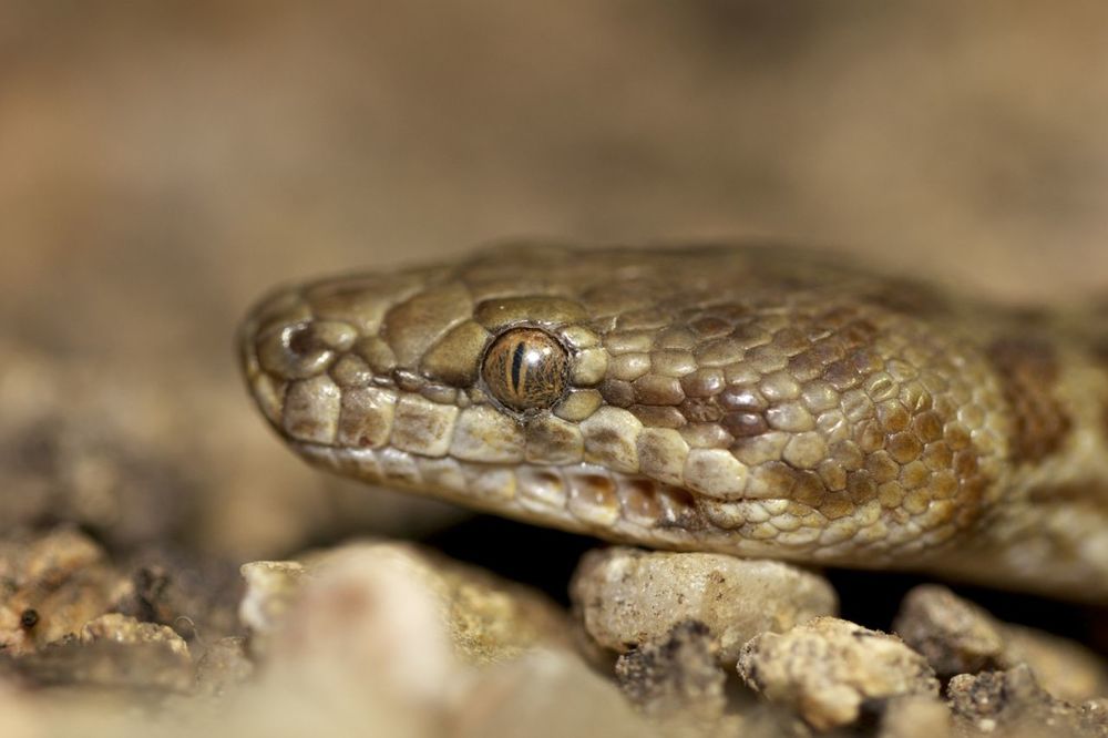  Stimson's Python, Serpentine Gorge, NT 