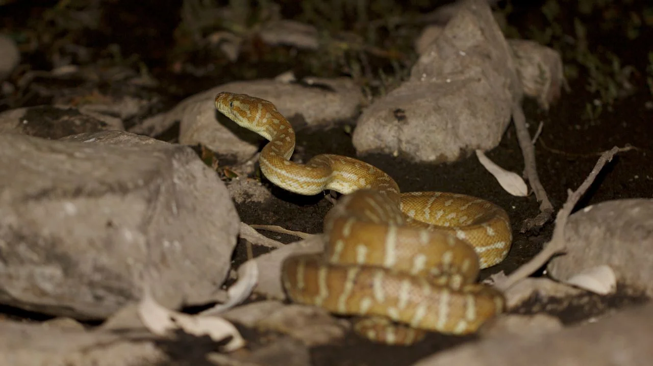Serpentine Gorge lives up to its name